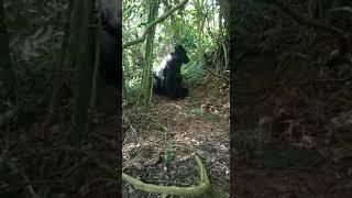 Mating gorillas