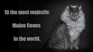 10 the most majestic cats in the world.