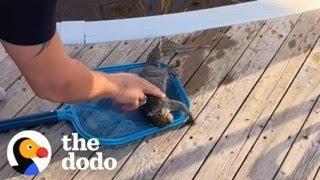 Guy Gives Squirrel CPR | The Dodo