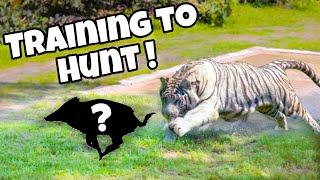 TRAINING TIGERS TO HUNT LIVE PREY !