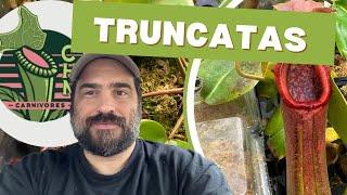 Huge Nepenthes Truncata Update And Carnivorous Plant Tour!