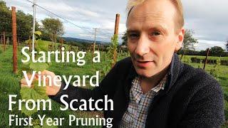 Starting a Vineyard from Scratch.  Part 3, First year pruning and training