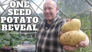 One Seed Potato Reveal [Gardening Allotment UK] [Grow Vegetables At Home ]