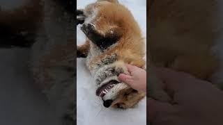 Finnegan fox is ticklish