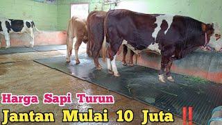 Harga Turun ‼️ Sapi Sisa 5 Ekor Bakalan Penggemukan Super Dan Pedetan Jantan Harga Mulai 10 Juta.