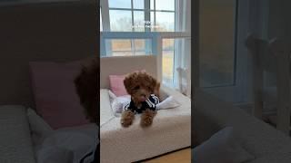 2 puppies’ apartment upgrade  #puppy #poodle #puppylife #shorts #funnydog #cutepuppy