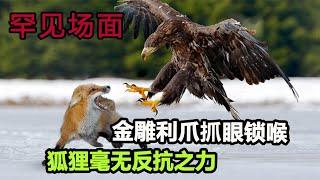 14個鷹類霸氣捕食各種動物場面，金雕追上狐狸就是一頓抓，抓到狐狸立刻大口撕肉