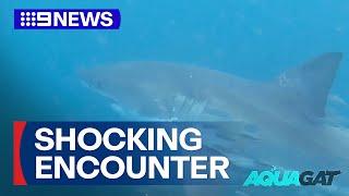 Spearfisherman's terrifying close encounter with huge great white shark | 9 News Australia