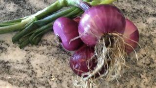 Harvesting Onions /How Do You know When Your Onions Are  Ready To Harvest/