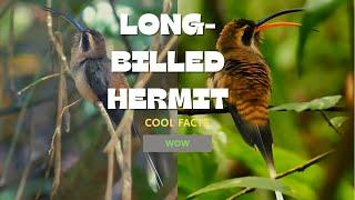 long-billed hermit facts