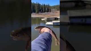 GORGEOUS CUT BOW TROUT #viral #shortvideo #fishing #shortsfeed #colorado #video #fish #youtubeshorts