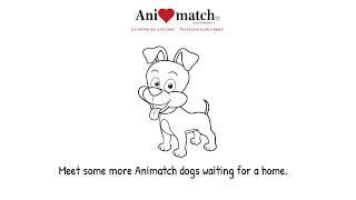 Animatch Adoptees November 2019