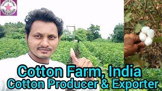 Cotton fields in India ll NIHAR EXIM ll Global Export ll