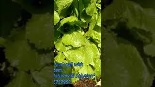 Leafy Green Lettuce on Vertical wall with auto Dripping system