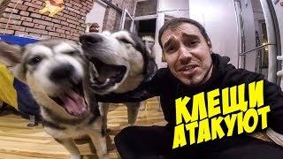 ПАНИКА! КЛЕЩ У ЩЕНКА / КАК ДОСТАТЬ КЛЕЩА У СОБАКИ