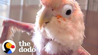 Featherless Rescue Bird Can't Stop Dancing | The Dodo