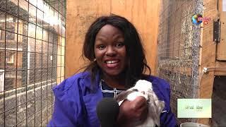 The Next Kenyan Millionaire will be a Rabbit farmer | Dhahabu ya Ukulima