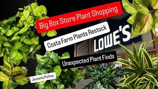 Big Box Store Plant Shopping Lowe's Has New Costa Farms Houseplants Plant Finds Jessenia Pothos