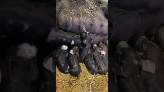 Newborn piglets