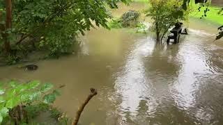 The garden is under water