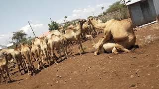 a rare occasion camels mating