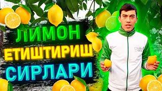 Лимон етиштириш сирлари. | Limon yetishtirish sirlari.