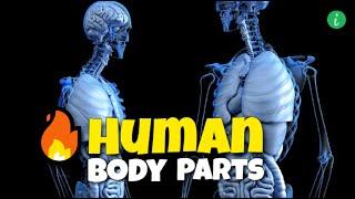 Human Body Parts Name With Picture | Human Body Parts | Info Hifi
