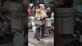 The Bali Dog Guy - Ketut Lelut Cellelut #shorts #canggu #bali