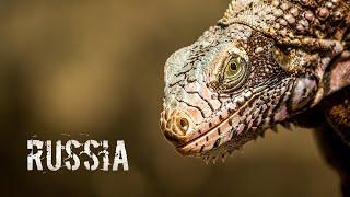 Top 10 Most Dangerous Animals in Russia | Dangerous Animals