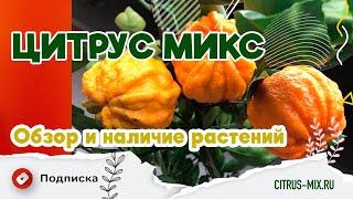 Обзор и наличие растений в Цитрус Микс - 1 Часть 20 февраля 2024 #комнатныерастения #цитрусовые