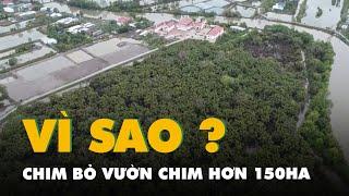 Chim bỏ vườn chim hơn 150ha ở Cà Mau, vì sao?