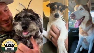 I can't believe these dogs were living on the streets, they're so grateful! | The Asher House