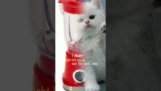 kucing ada salah apa sampe di blender||#shorts #kucing #blender #sad