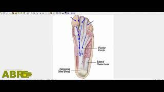 ABR Basics for Walking. By Leonid Blyum