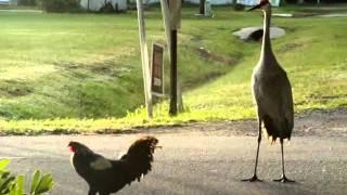 Rooster VS Crane