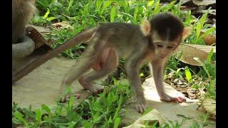 This Little  Vero Monkey is Walking On The Green Grass