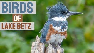 The Winter Birds of Lake Betz - A Mini Documentary