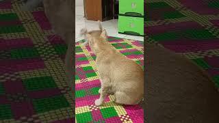 ANAK KUCING RANDOM, INDUKNYA KAGET #indukkucingdananaknya #anakkucingrandom #tingkahanakkucing