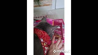 Unboxing recebidos Papapets comida natural para gatos