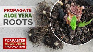 How To Propagate Aloe Vera From Root Cuttings