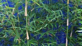 Clumping bamboo, its uses, growing tips, care & pruning.