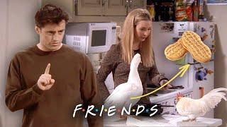 Fun with Chick & Duck | Friends