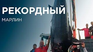 Рекордный Марлин. Marlin. Морская рыбалка. Trip expert Михаил Карпович ( Mikhail Karpovich )