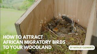 How to Attract African Migratory Birds to your Woodland