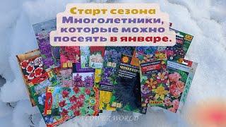 Старт сезона - Многолетники, которые можно посеять в январе.