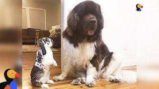 Bunny And Dogs Are The Best Of Friends - GIMLI & SAMWISE | The Dodo BEST FRIENDS DAY