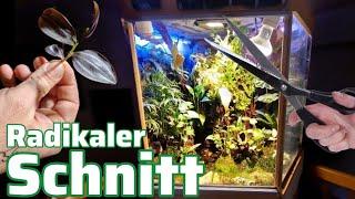 Das Terrarium wird NEU aufgepeppt / Radikale Beschneidung!