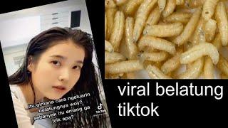 BELATUNG YANG LAGI VIRAL DI TIKTOK FULL VIDEO link diskripsi