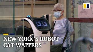 Robot cats to the rescue: short-staffed New York restaurants use China-made machine waiters