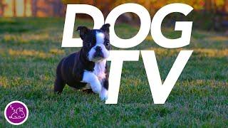 [No Ads] DOG TV - Relaxing Virtual Dog Walk - Entertainment for Dogs!